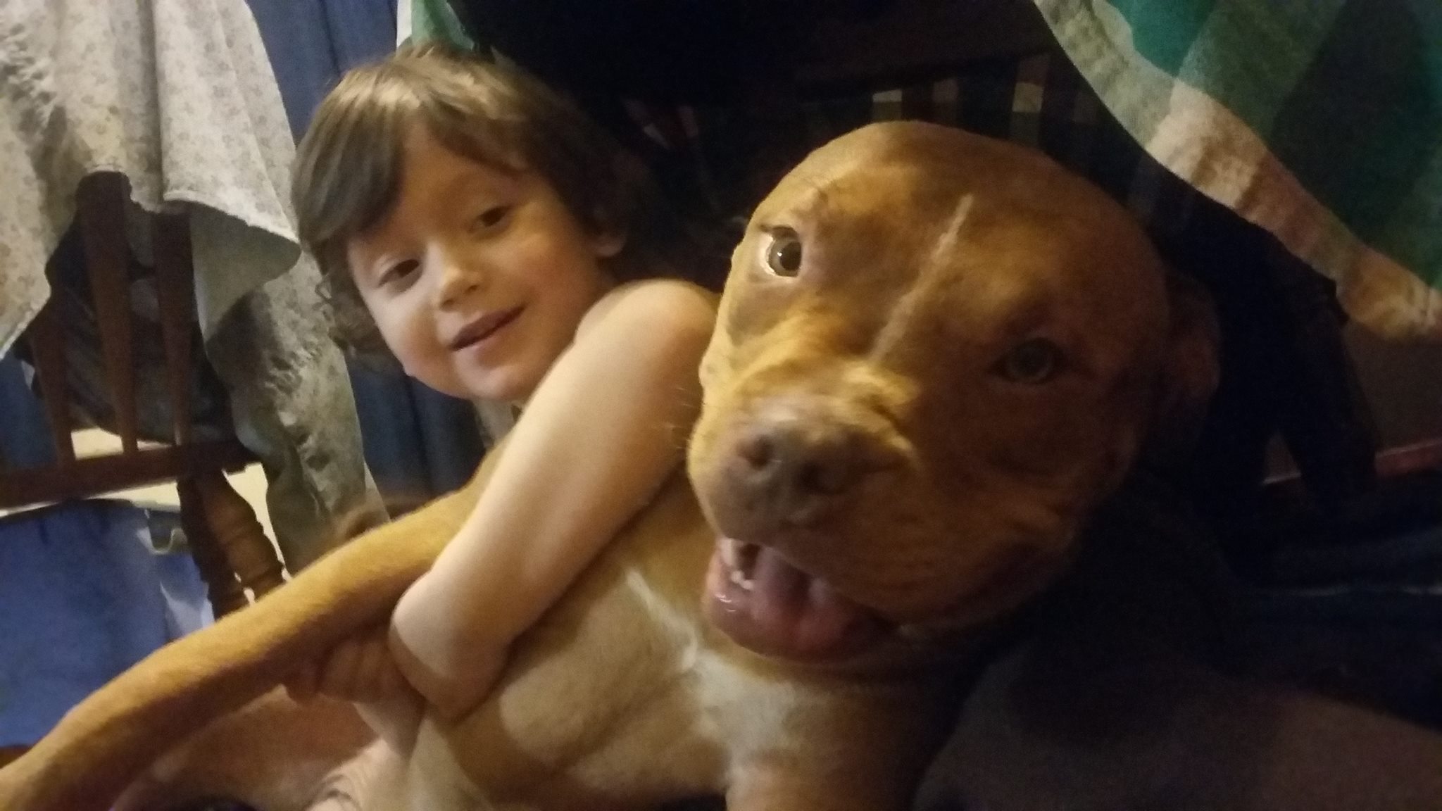 Nanny breed from American Pit Bull Terrier Breeders