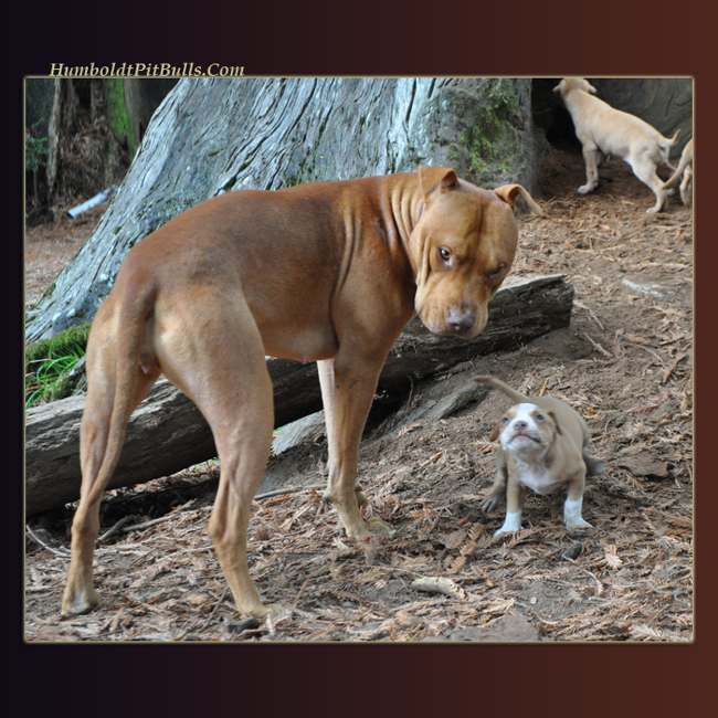 Red nose pitbulls with an old growth redwood stump