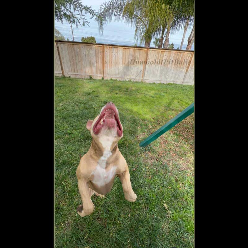 Gucci the pitbull red nose dog is jumping up in the air ready to grab something