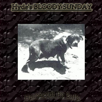 Historical Pitbull Hydes Bloody Sunday