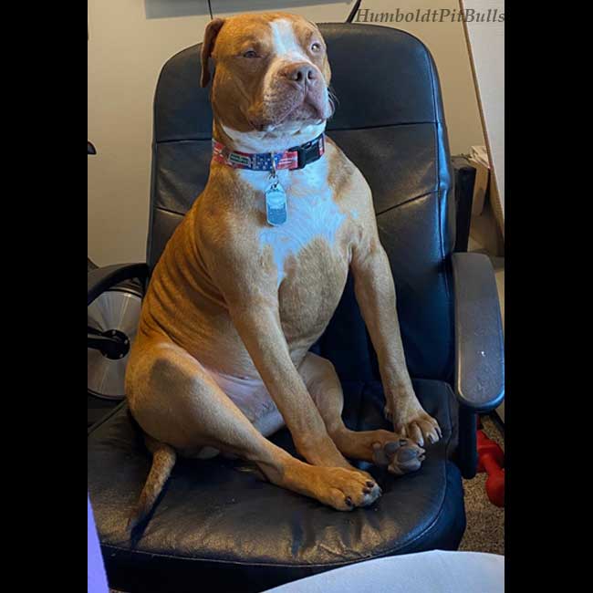 Red Nose Pit sitting in a chair
