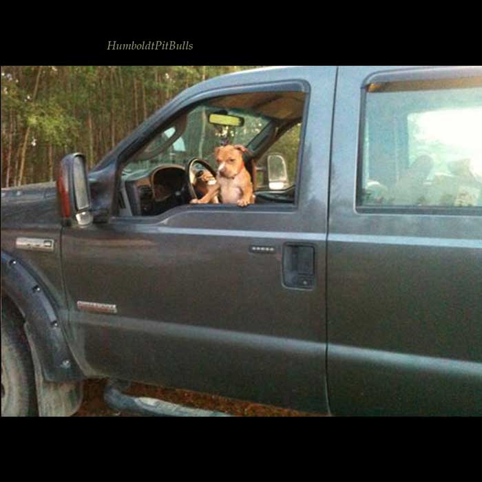 Red Nose pitbull puppies look great in big trucks